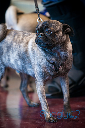 PugOWeen-3743