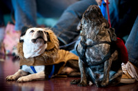 PugOWeen-2716