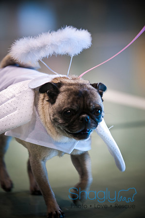 PugOWeen-3111