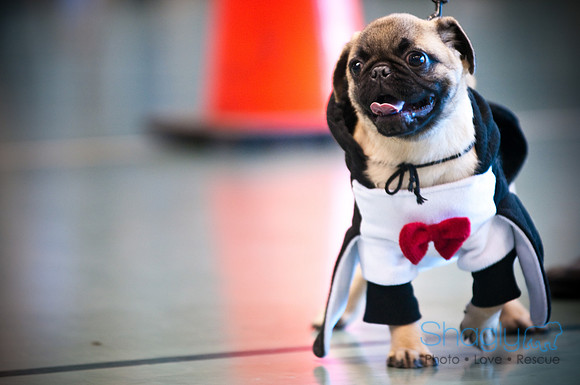 PugOWeen-2813