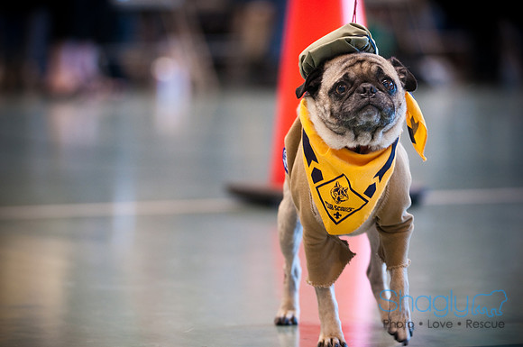 PugOWeen-2766