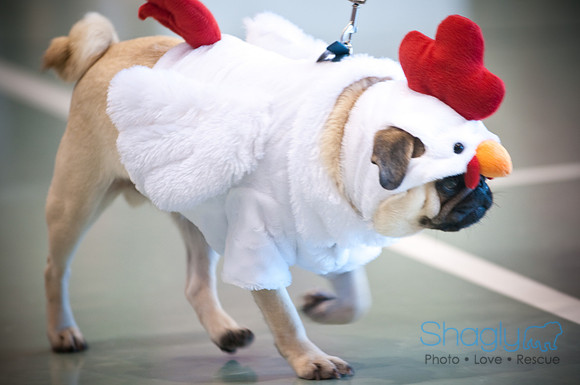 PugOWeen-3298