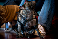 PugOWeen-2715
