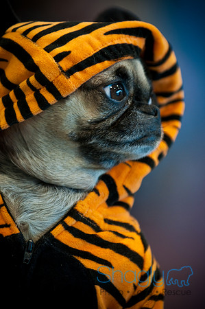 PugOWeen-3723