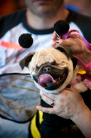 PugOWeen-2708