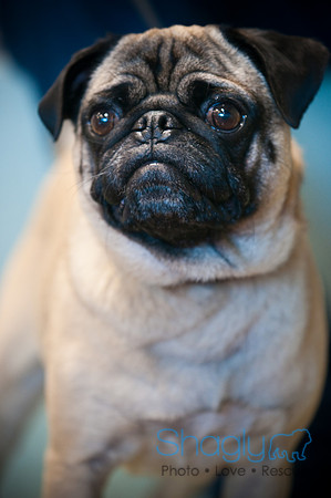 PugOWeen-3434