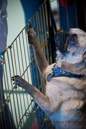 PugOWeen-3587