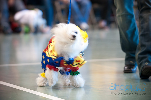 PugOWeen-3226