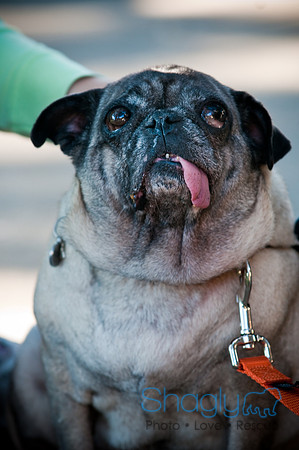 PugOWeen-3807
