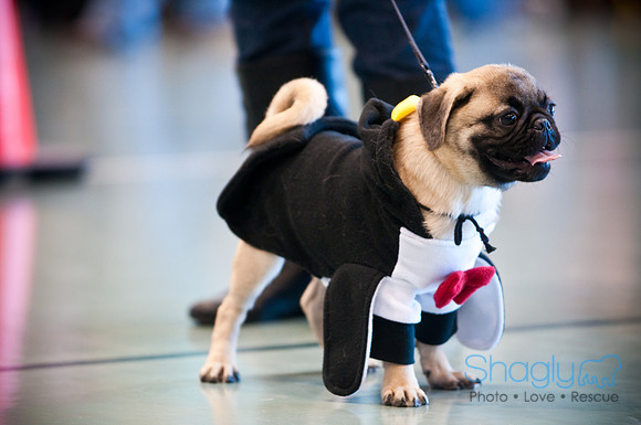 PugOWeen-2816