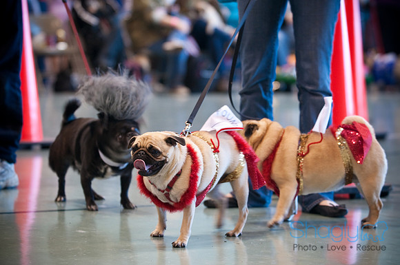 PugOWeen-3524