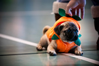 PugOWeen-2744