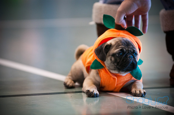 PugOWeen-2744