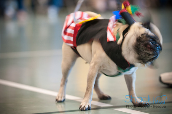 PugOWeen-3133
