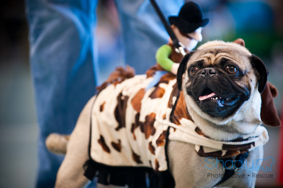 PugOWeen-2843