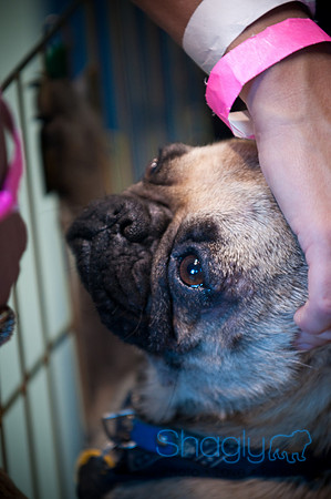 PugOWeen-3586