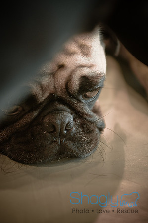 PugOWeen-3512