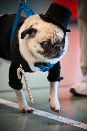 PugOWeen-3065