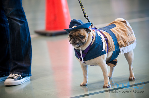 PugOWeen-3214