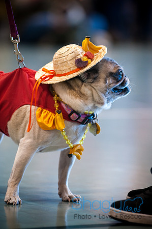 PugOWeen-3078