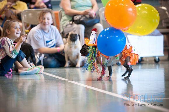 PugOWeen-3217