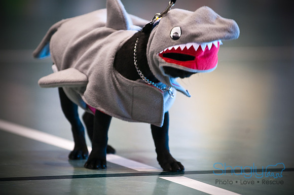 PugOWeen-2933