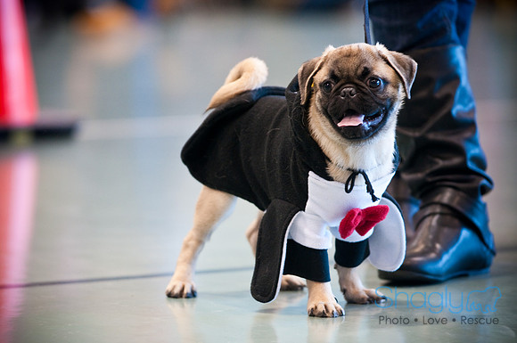 PugOWeen-2818