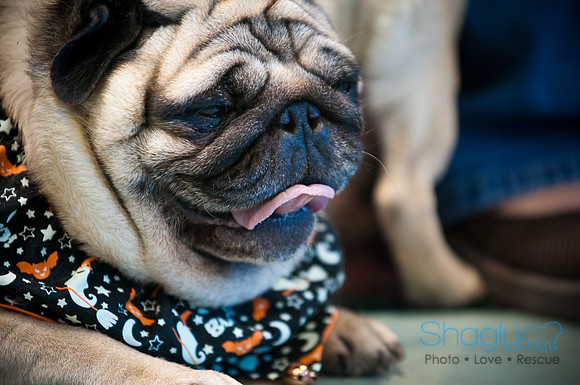 PugOWeen-3622