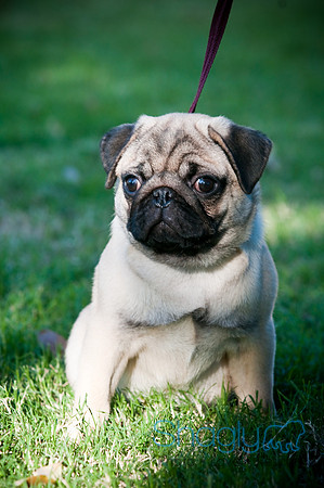 PugOWeen-3854