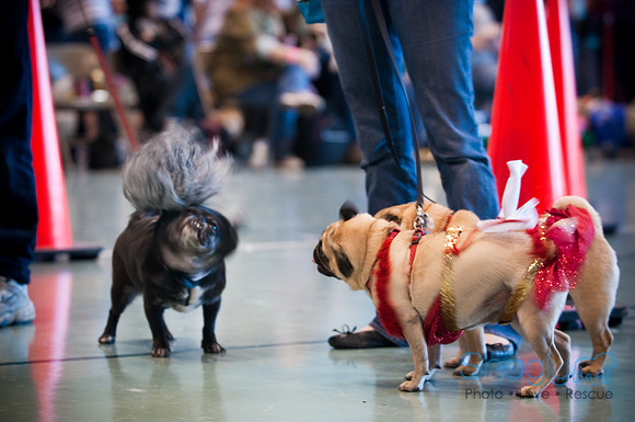 PugOWeen-3523