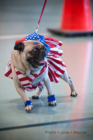 PugOWeen-3249