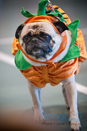 PugOWeen-3261