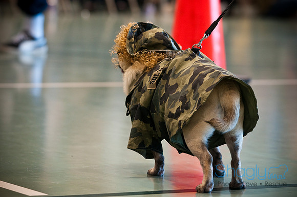 PugOWeen-3028