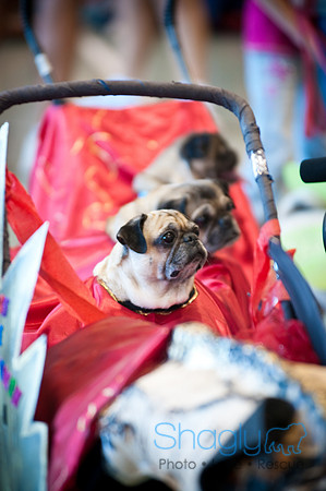 PugOWeen-3638