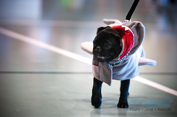 PugOWeen-2938