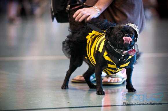PugOWeen-2899