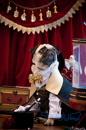 PugOWeen-3170
