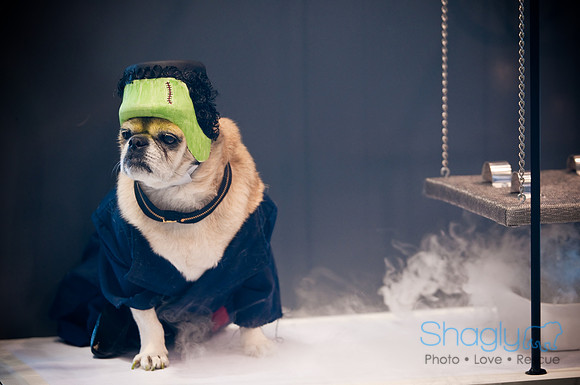 PugOWeen-3686