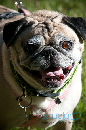 PugOWeen-3799