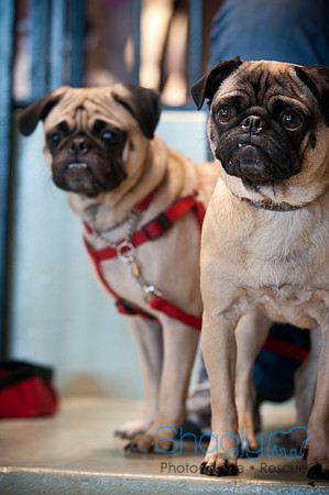 PugOWeen-3406