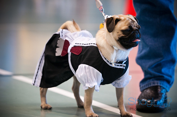 PugOWeen-2949