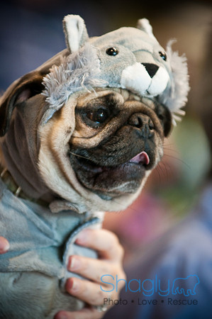 PugOWeen-3554