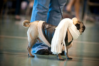 PugOWeen-2735