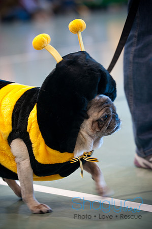 PugOWeen-3196