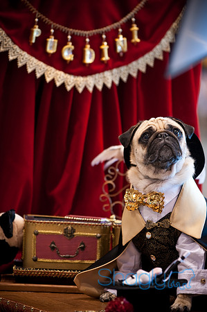 PugOWeen-3174