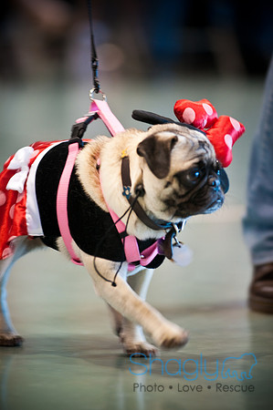 PugOWeen-3123