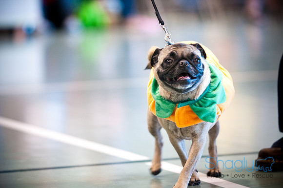 PugOWeen-2827