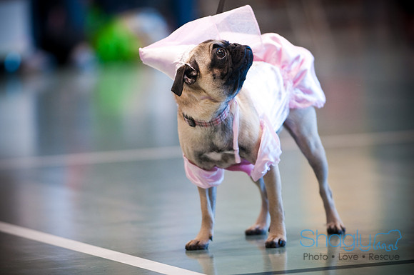 PugOWeen-2866