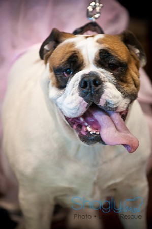 PugOWeen-3315