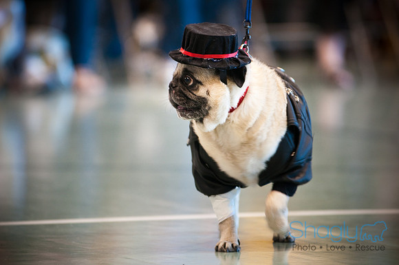 PugOWeen-3116